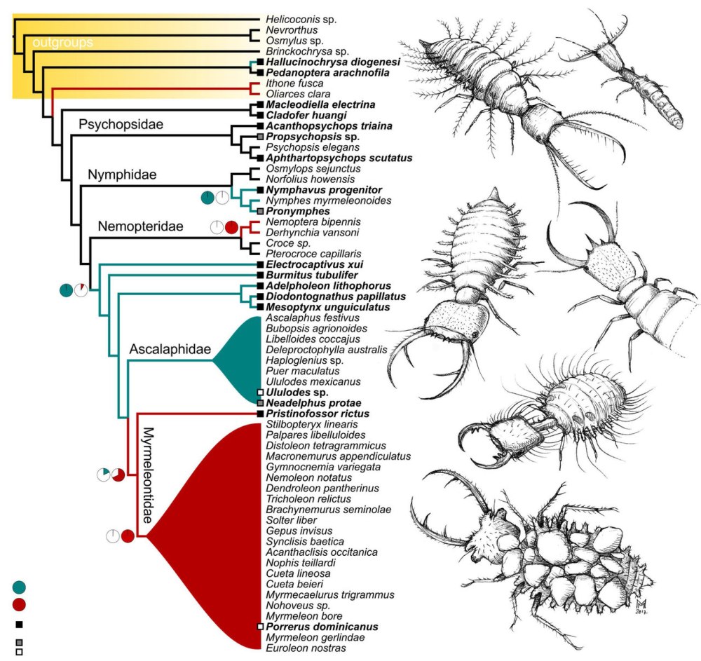 Acanthaclisis occitanica личинка