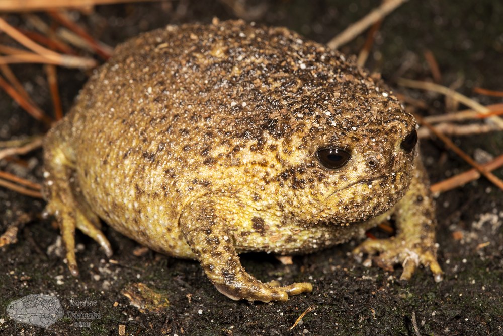 Breviceps Yellow