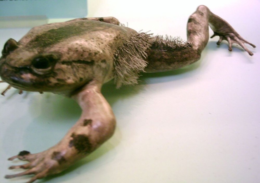 Trichobatrachus robustus волосатая лягушка