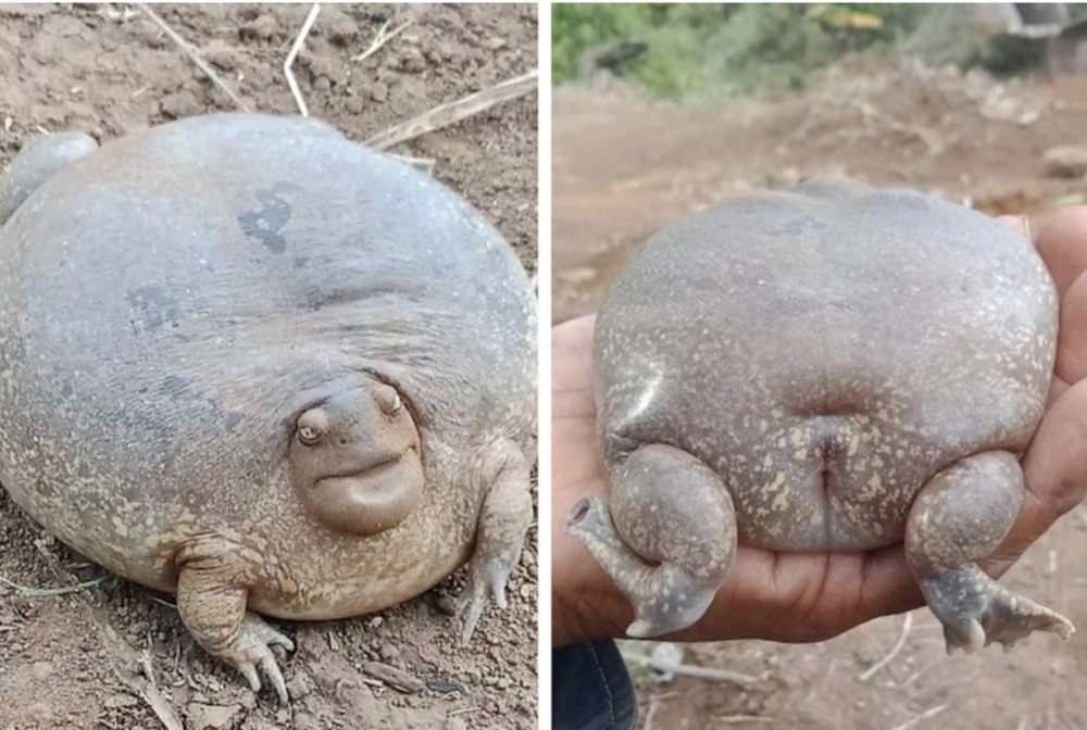 Glyphoglossus Molossus