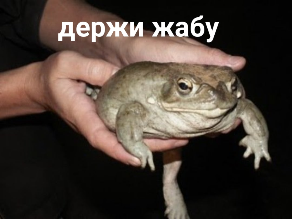 Жаба с днем рождения
