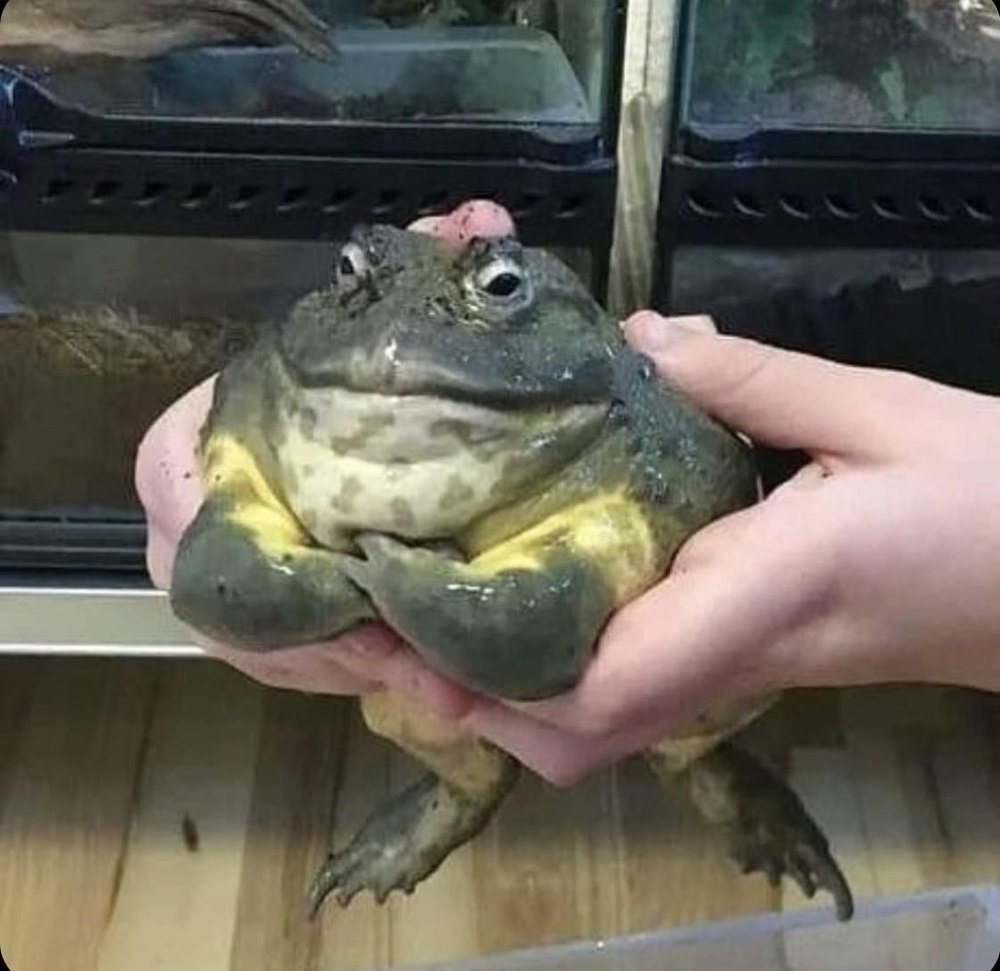 Лягушка качок