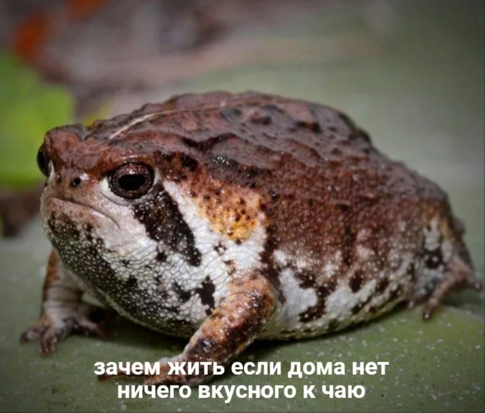 Земляничный узкорот
