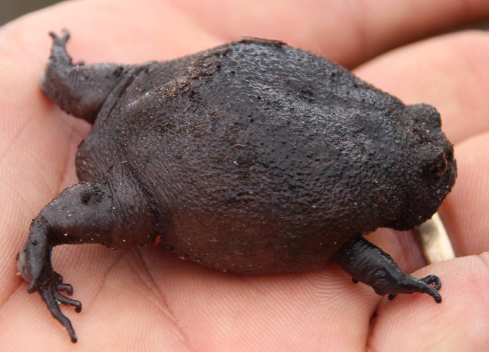 Черная дождевая лягушка breviceps fuscus