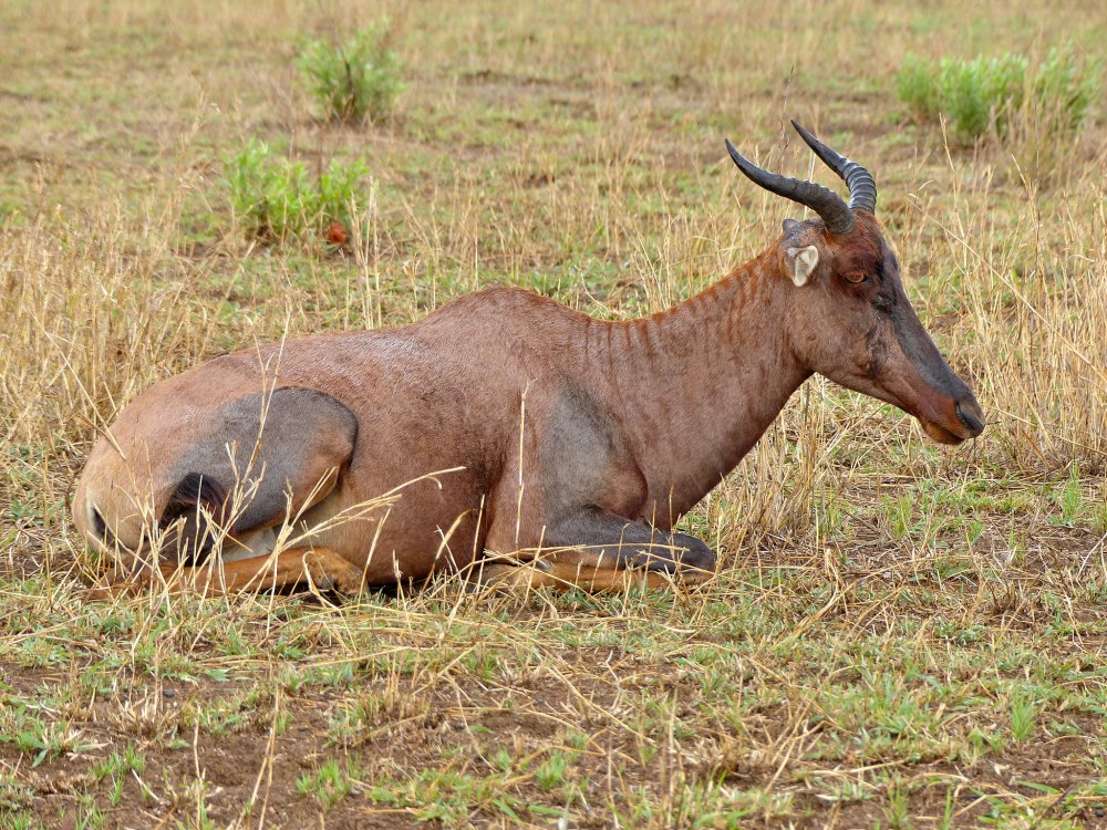 Tsessebe antilope