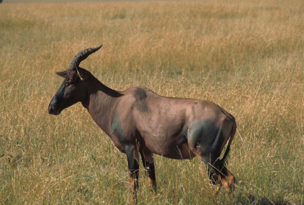 Damaliscus lunatus lunatus