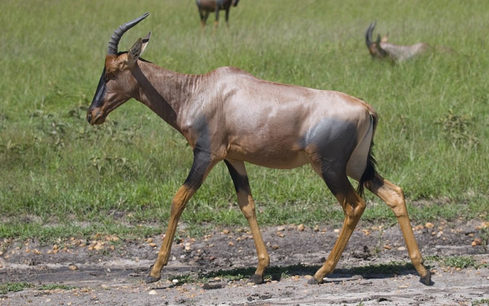 Damaliscus lunatus lunatus