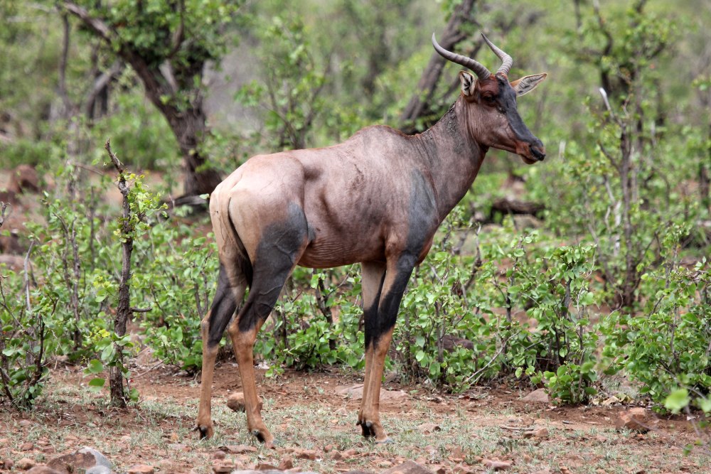 Damaliscus lunatus