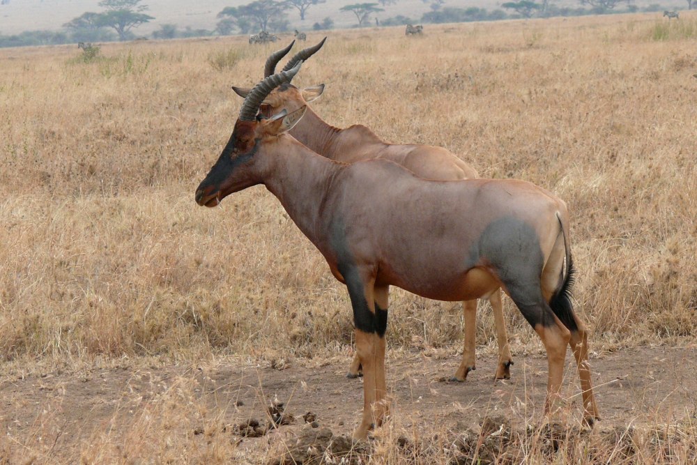 Damaliscus lunatus lunatus