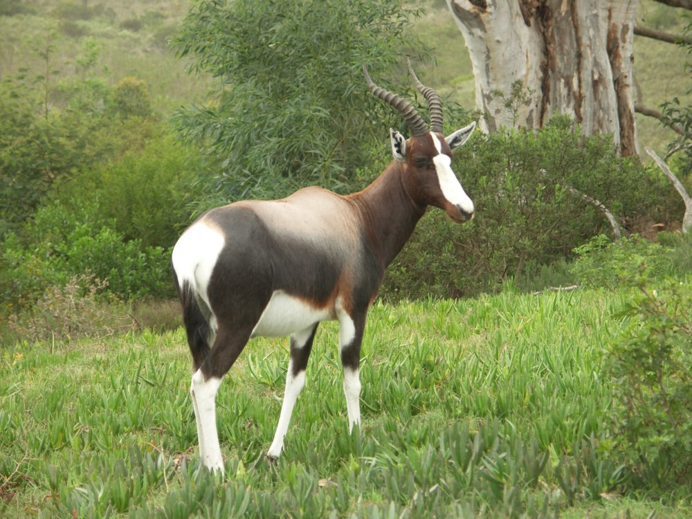 Damaliscus pygargus