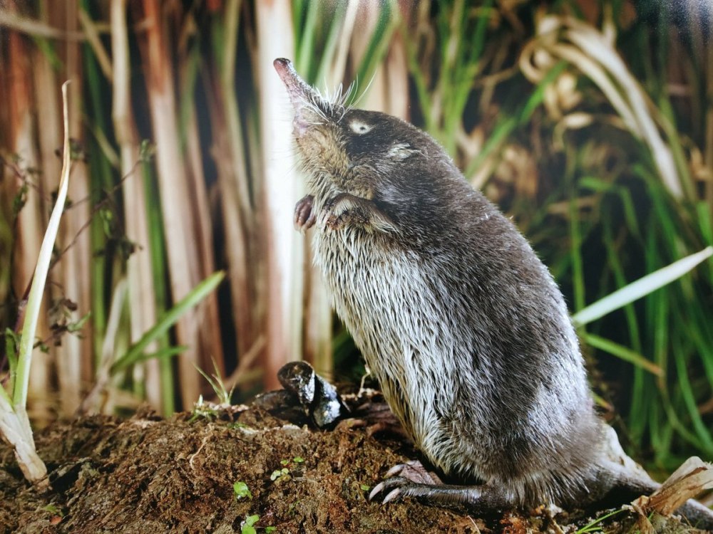 Русская выхухоль Desmana moschata Linnaeus, 1758