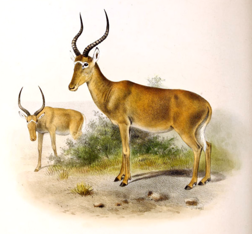 Beatragus Hunteri