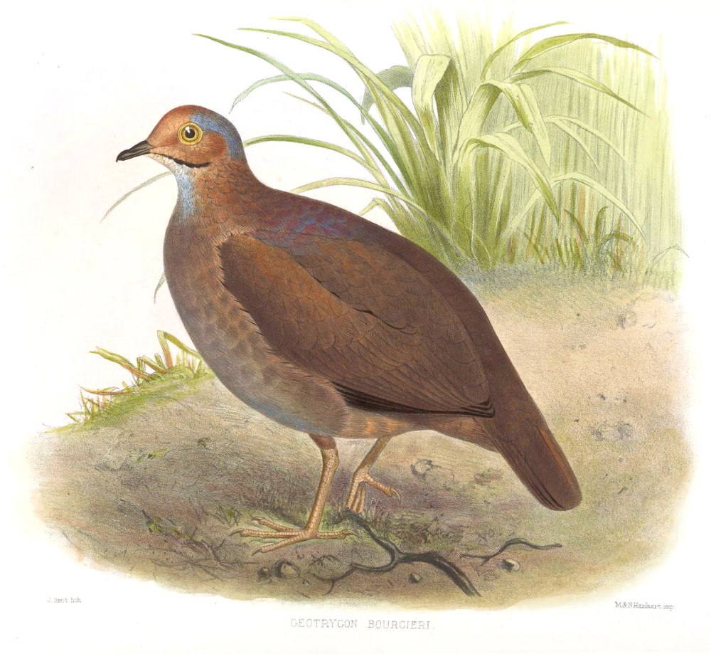 Geotrygon caniceps
