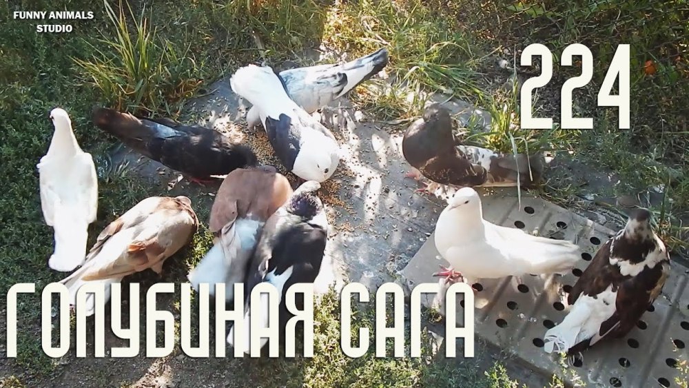 Документальный фильм про голубей