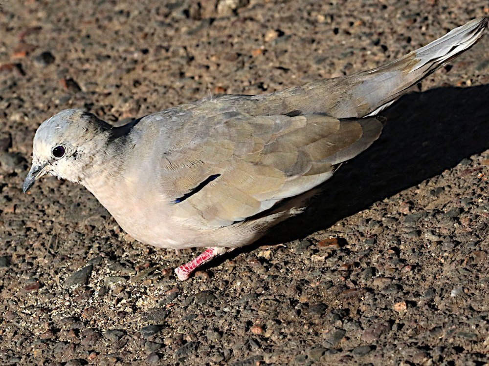 Columbina fatiui