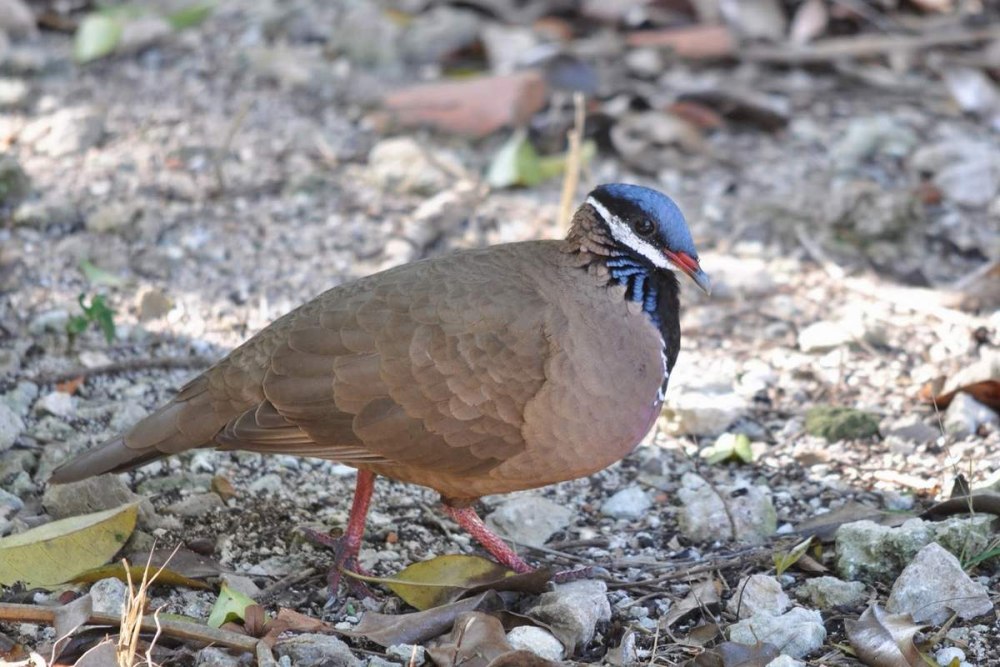 Starnoenas cyanocephala