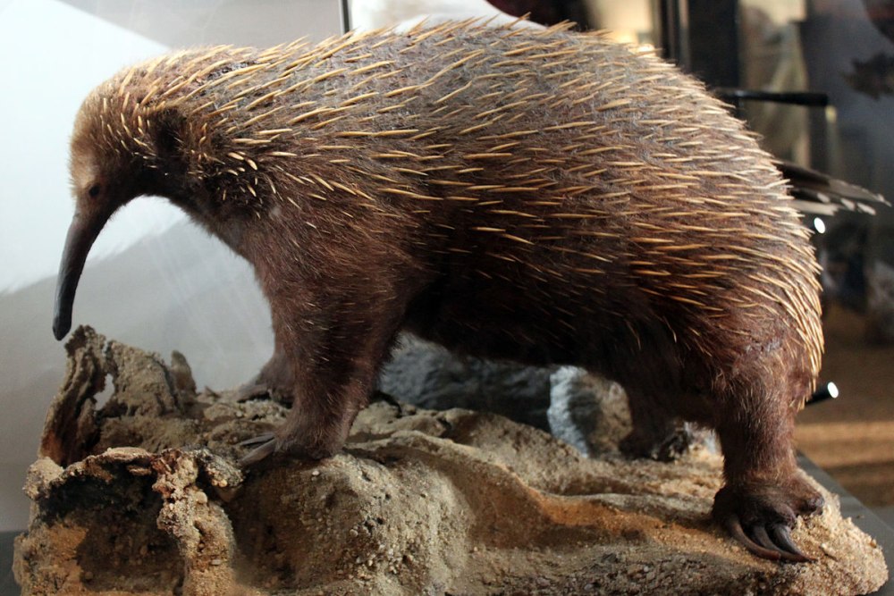 Zaglossus bruijni