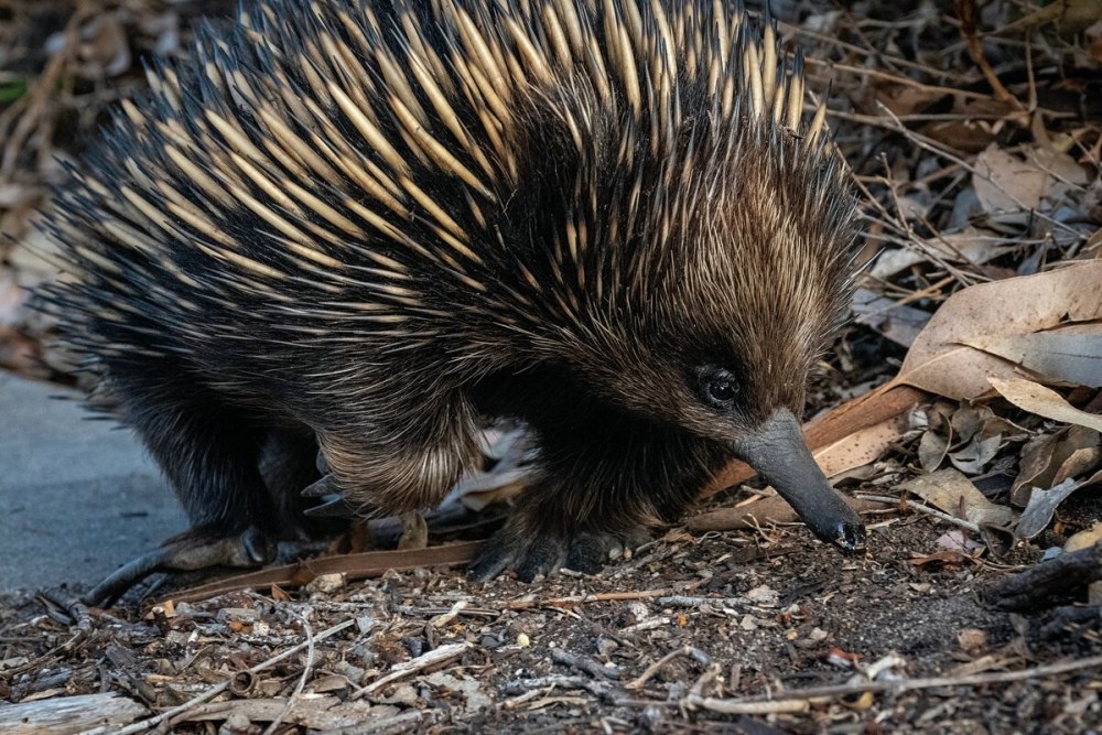 Tachyglossus aculeatus