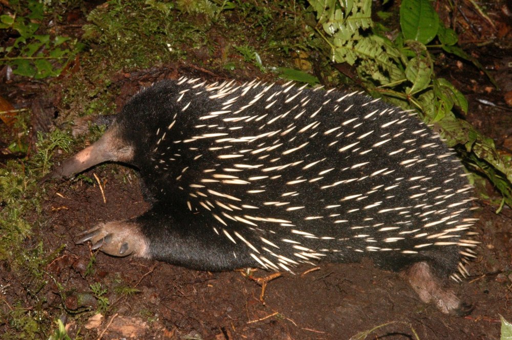 Zaglossus bruijni