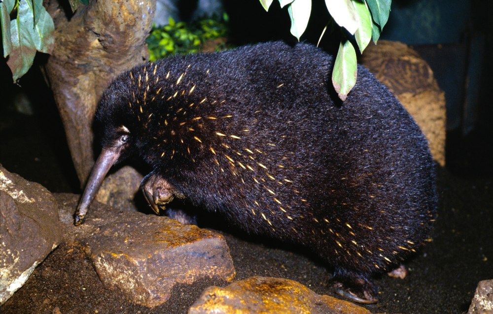 Zaglossus Bartoni скелет