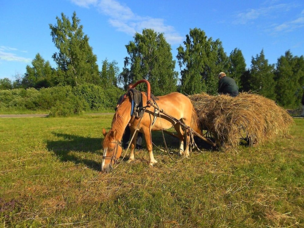 Лошадиный села. Деревенские лошади. Лошадь в селе. Конь в деревне. Лошадки в деревне.