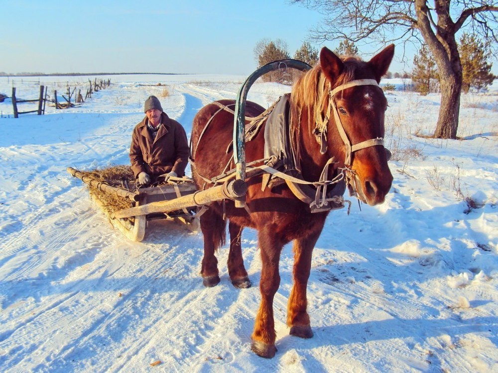 Лошадь запряженная в сани