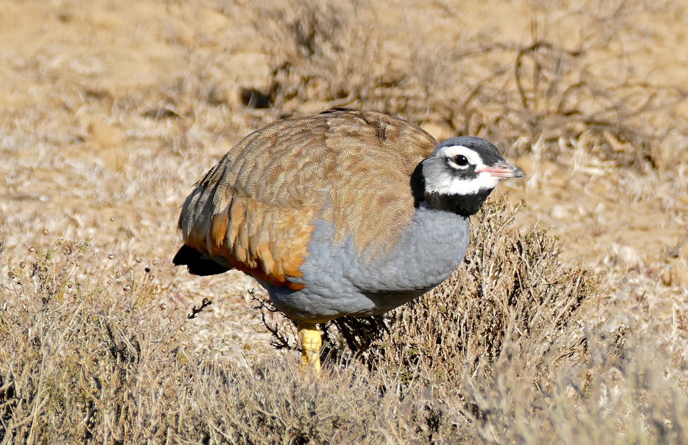 Сенегальская Дрофа