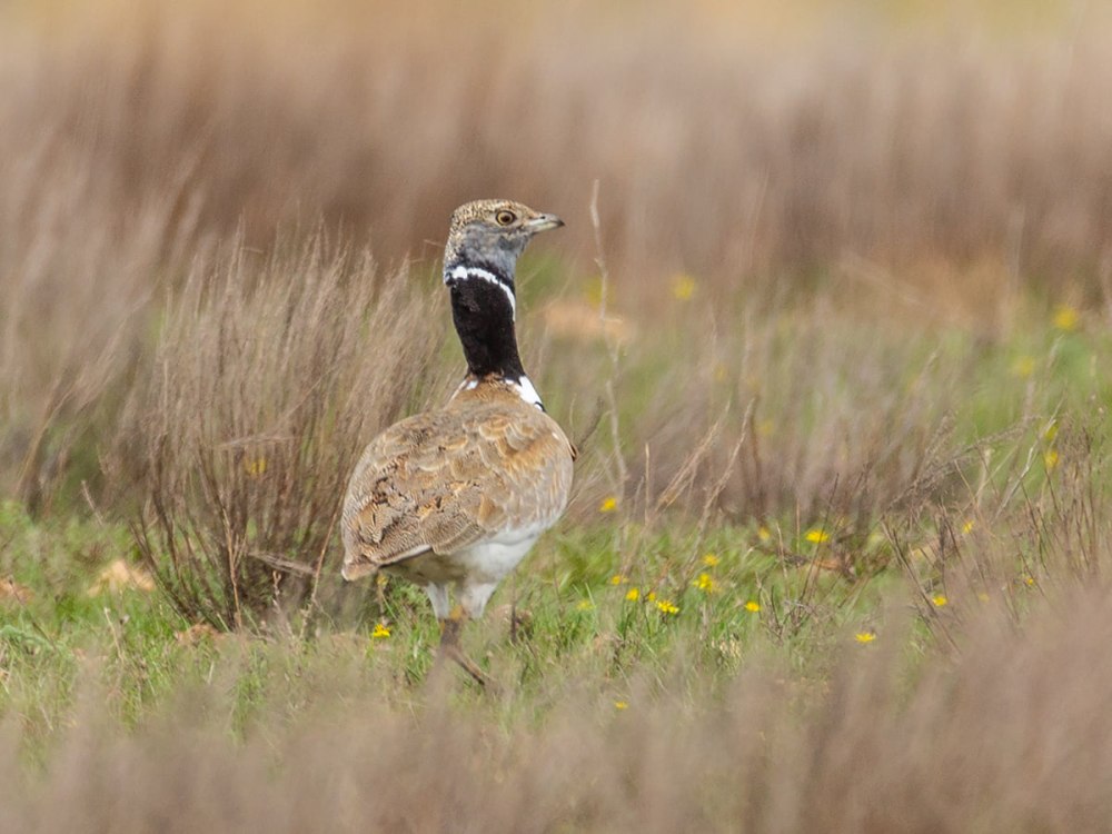 Стрепет птица