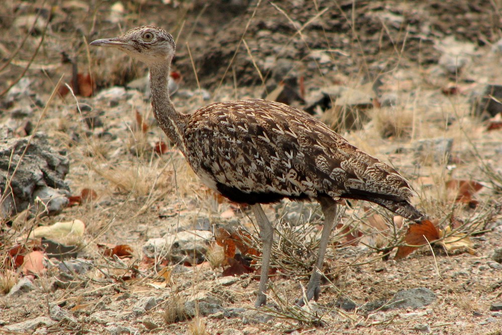 Крюгер парк птицы дрофу
