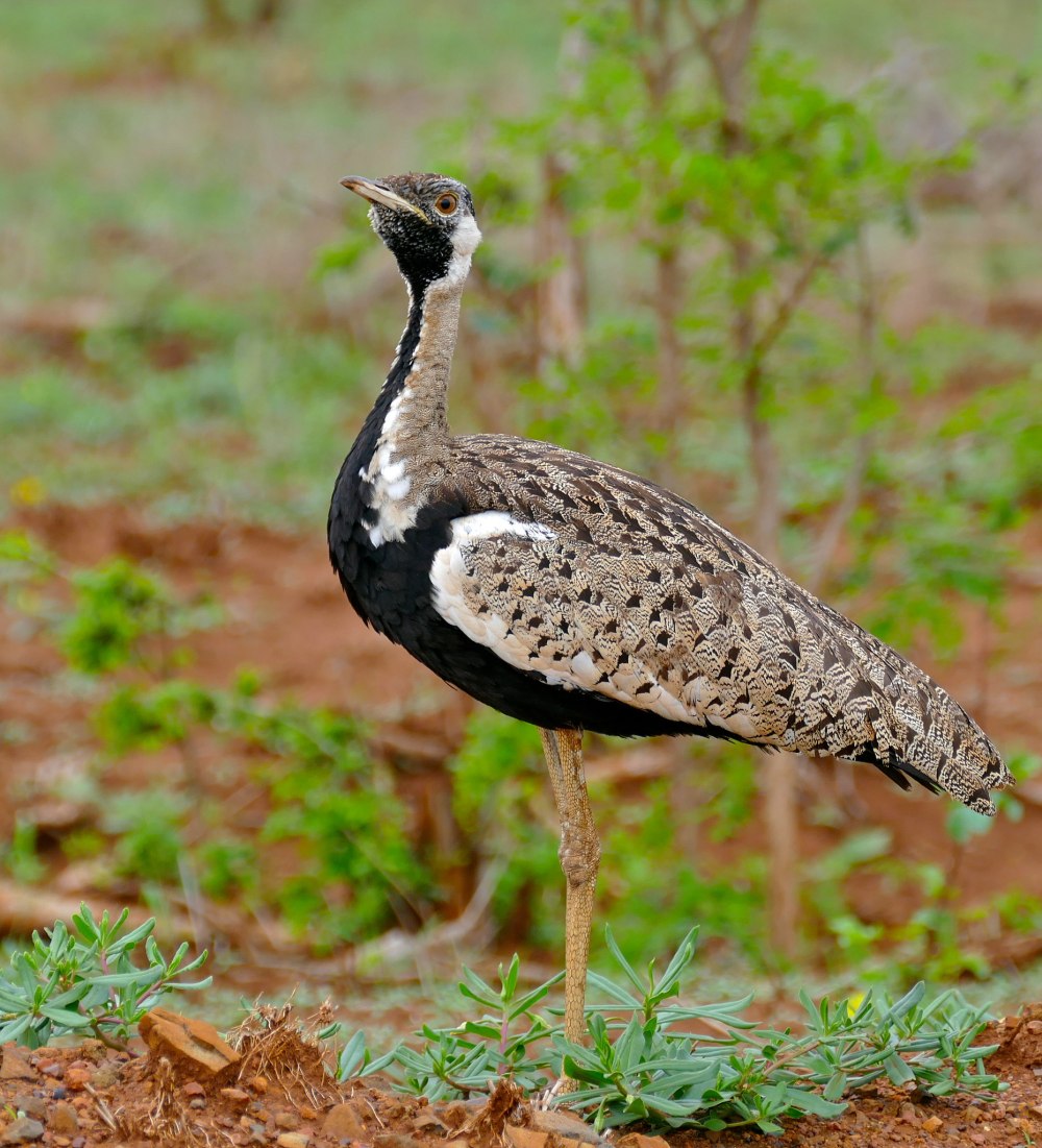 Дрофа черная