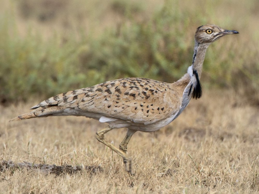 Нубийская Дрофа