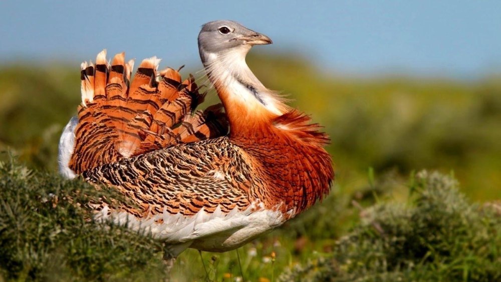 Дрофа в Ростовской области