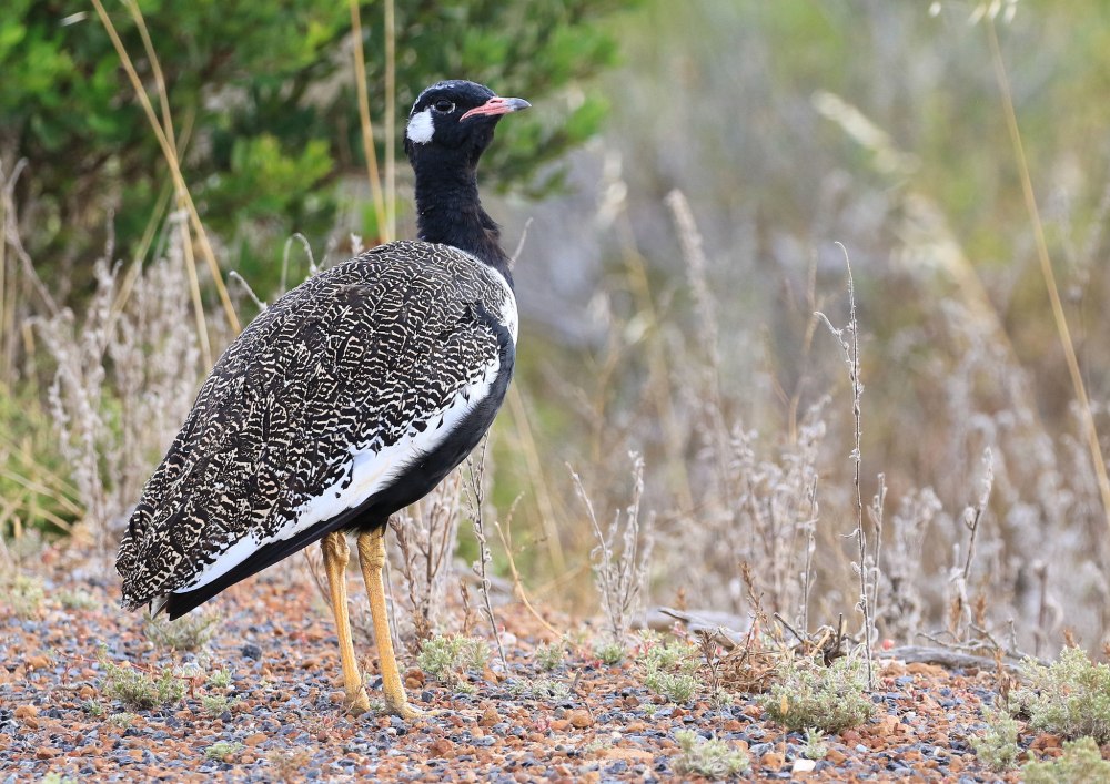Сенегальская Дрофа