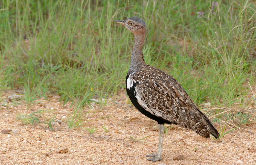 Крюгер парк птицы дрофу