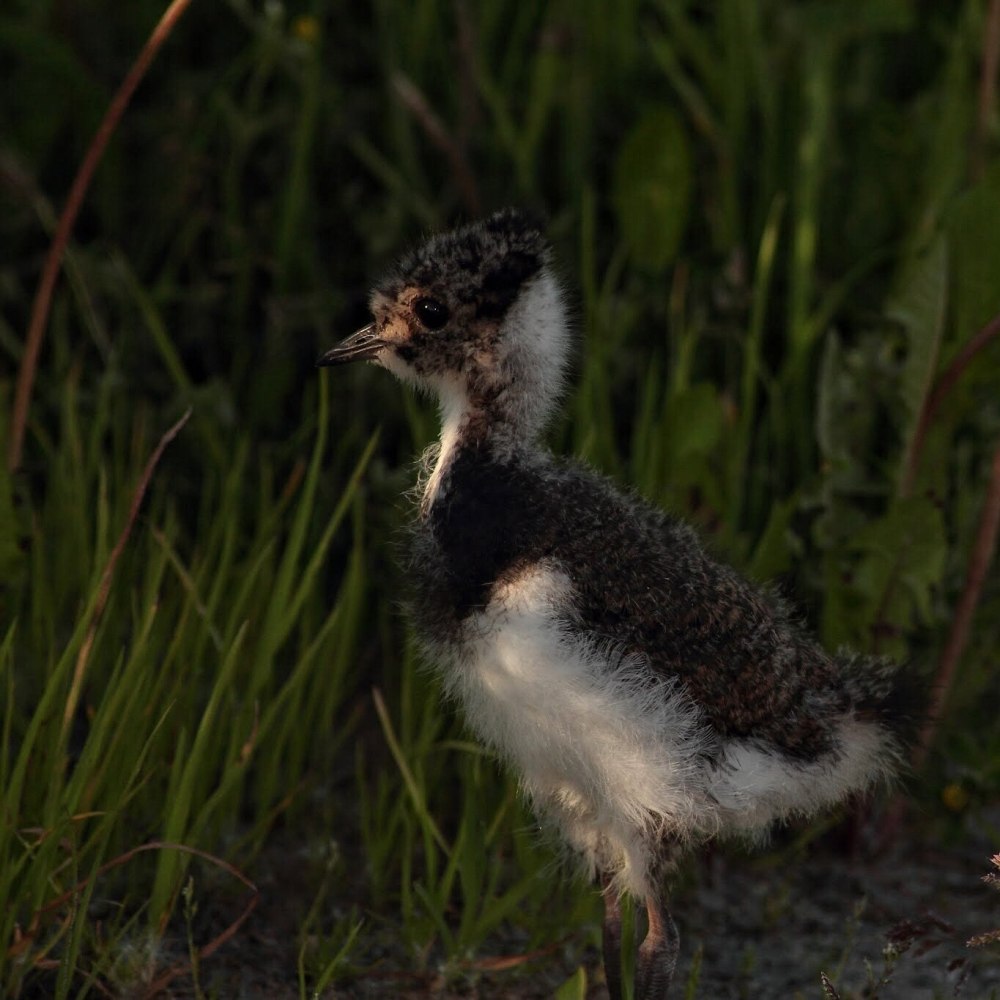 Чибис птенец