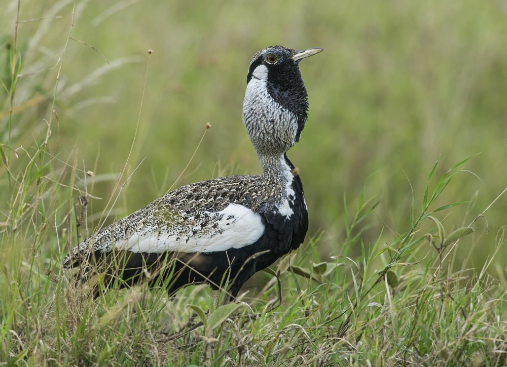 Бородатая Дрофа