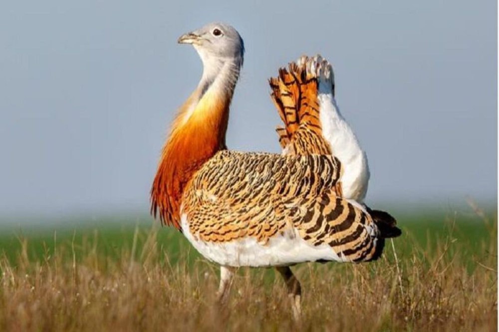 Дрофа в полете