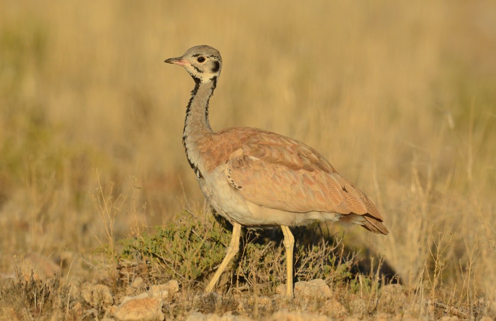 Сенегальская Дрофа