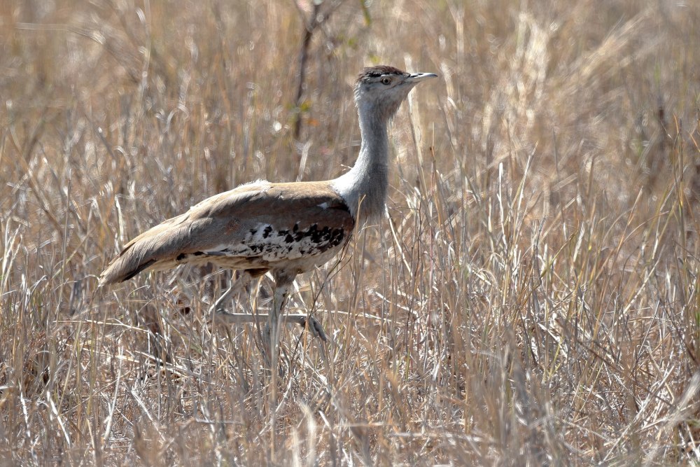 Australian Bustard