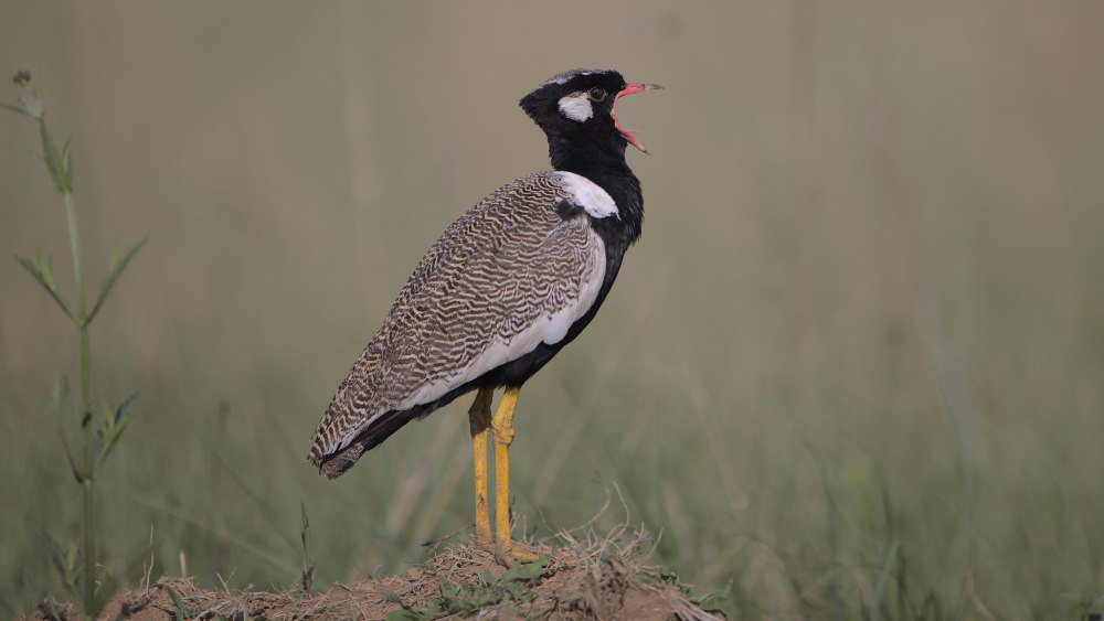 Бело-килевая малая Дрофа