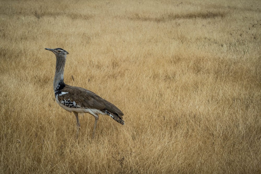 Дрофа Даурский заповедник