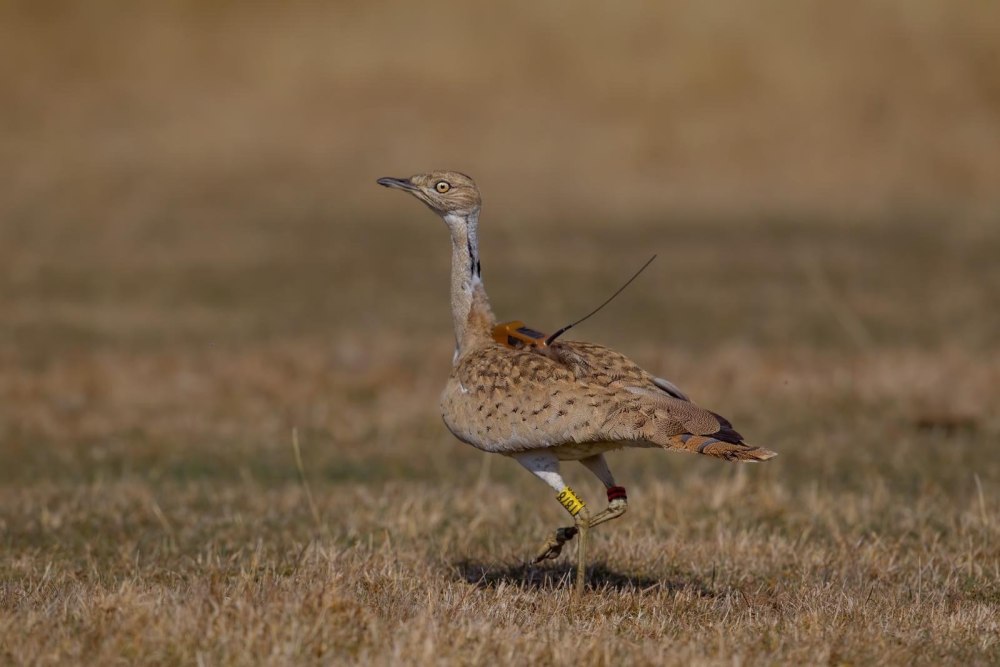 Дрофа Эстетика