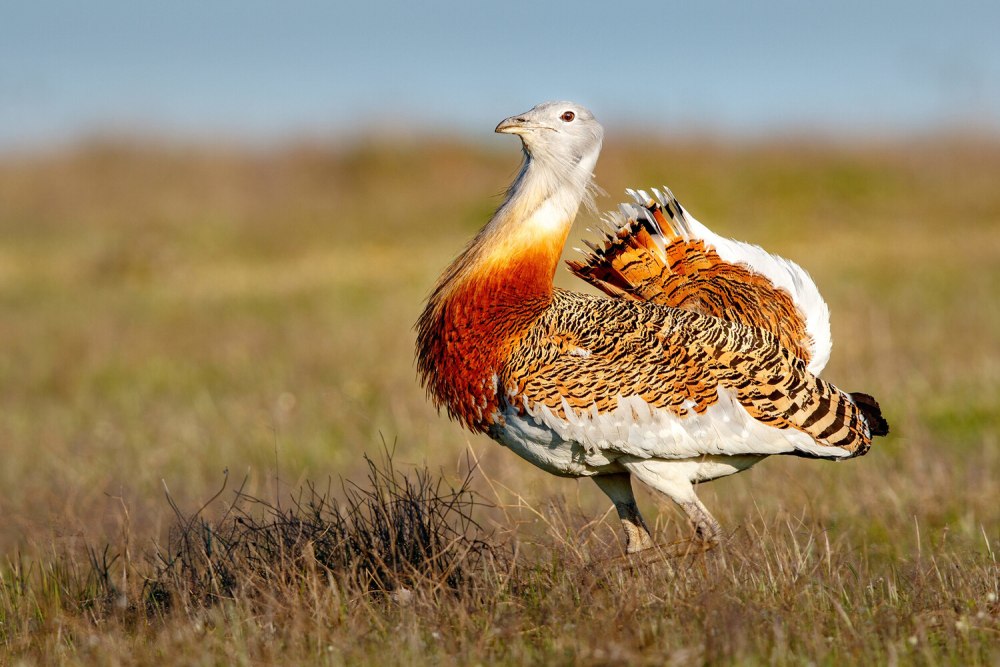 Африканская большая Дрофа птица