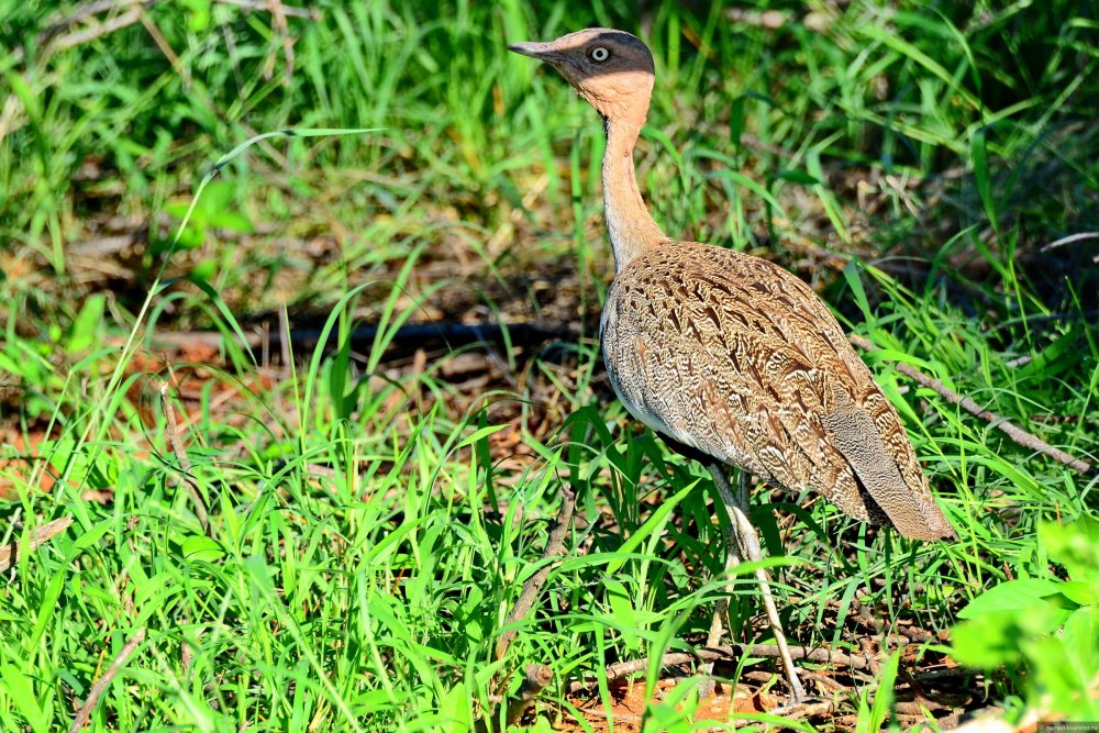 Бородатая малая Дрофа (Бенгальская Дрофа)