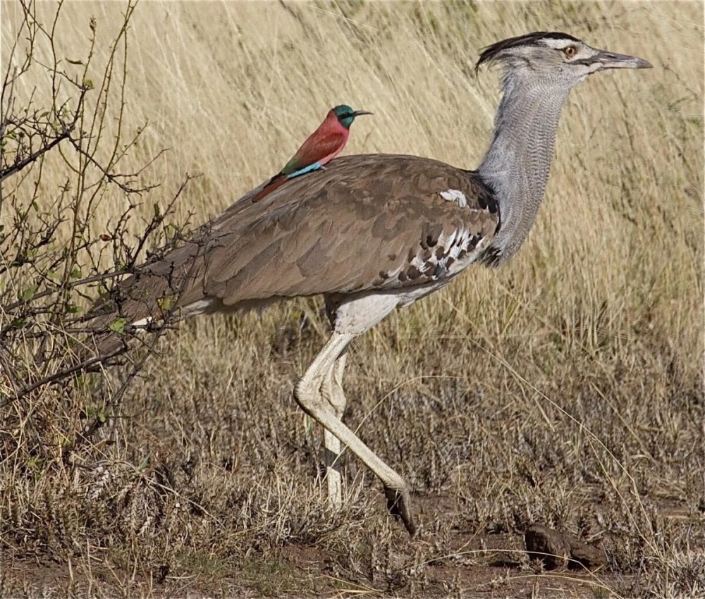 Дрофа кори птица