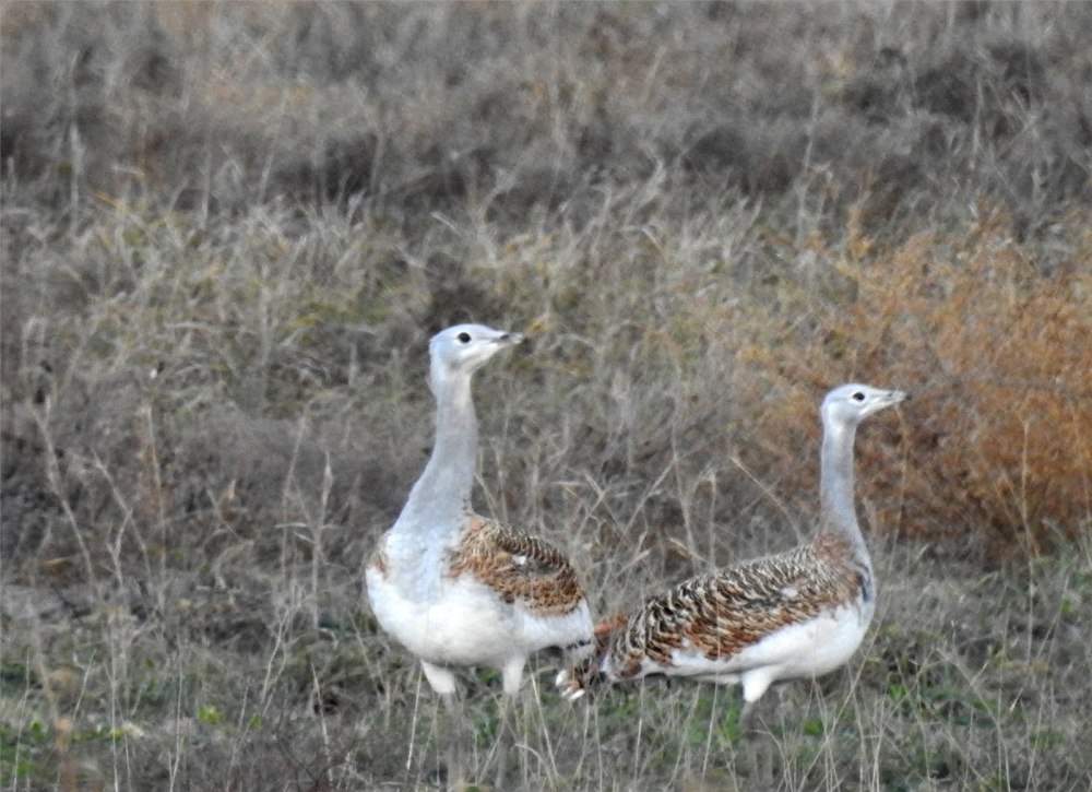 Great Bustard Otis tarda