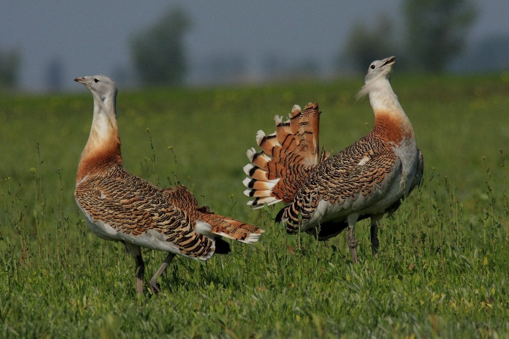 Дрофа Степная птица
