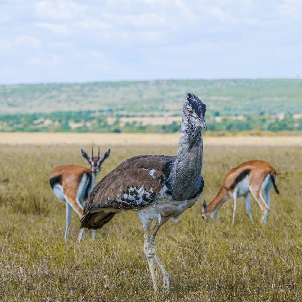 Дрофа кори птица