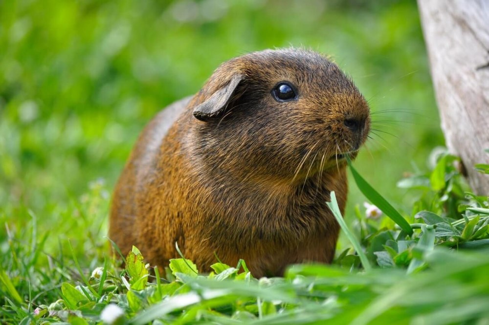 Cavia для морских свинок