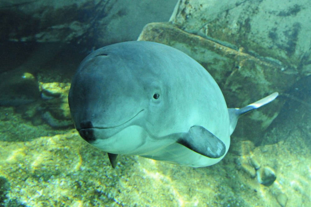 Морская свинья Phocoena Phocoena